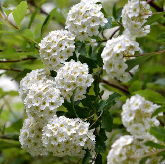 Fleur pressée Kodemari "Reeves Spirea" en japonais - Cadre en bois avec tapis rouge. Calligraphie japonaise fabriquée à la main Shodo. (Livraison gratuite) - Conception 1